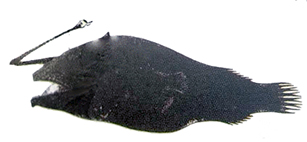 Dolopichthys allector_claves.jpg